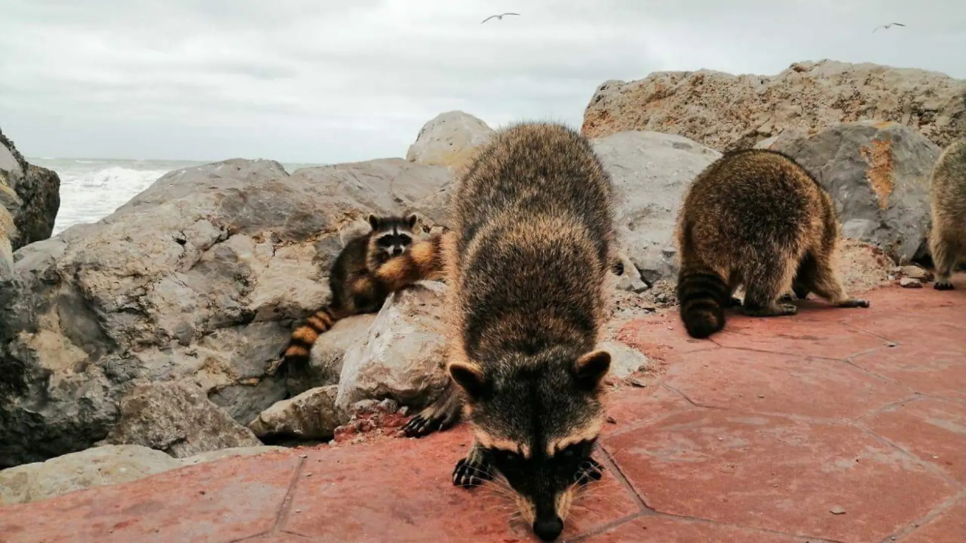 Turistas con lesiones menores tras ser mordidos por mapaches  